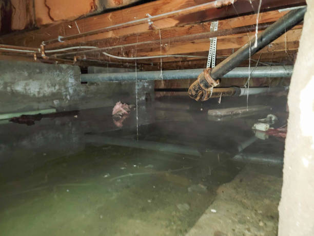 Best Water damage cleanup near me  in Blue Jay, OH