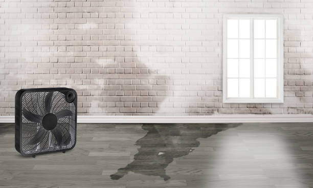 Best Local water damage restoration  in Blue Jay, OH